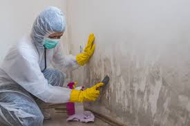 Best Mold Documentation for Insurance Claims  in Chantilly, VA